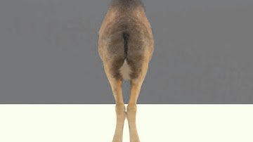 3D Model of Camel Review