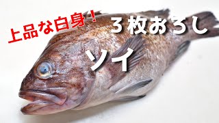 ソイ マゾイ を三枚おろしにして刺身にしたら美味すぎた 100均 Newアイテム登場 さばき方 Filleting Fish Youtube