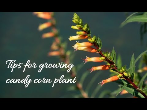 Video: My Manettia Won’t Bloom – Reasons For No Flowers on Candy Corn Plant