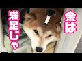 殿様気分で小屋に乗って散歩する柴犬。The Shiba dog which gets on a lodge by lord feeling and takes a walk.　柴犬サブ