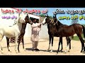 Most beautiful baby horses for sale  desi horses