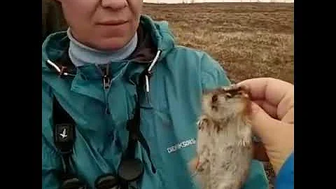 Ученые впервые за 40 лет поймали лемминга в районе Лабытнанги