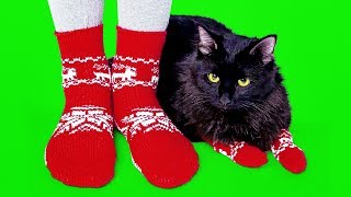 12 COOLEST PET CRAFTS AND IDEAS 12 COOLEST PET CRAFTS AND IDEAS
