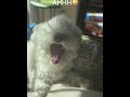 Minks’ crazy yawn #maltipoovlog #puppy #maltipoo #maltipoopuppies #maltipooshorts
