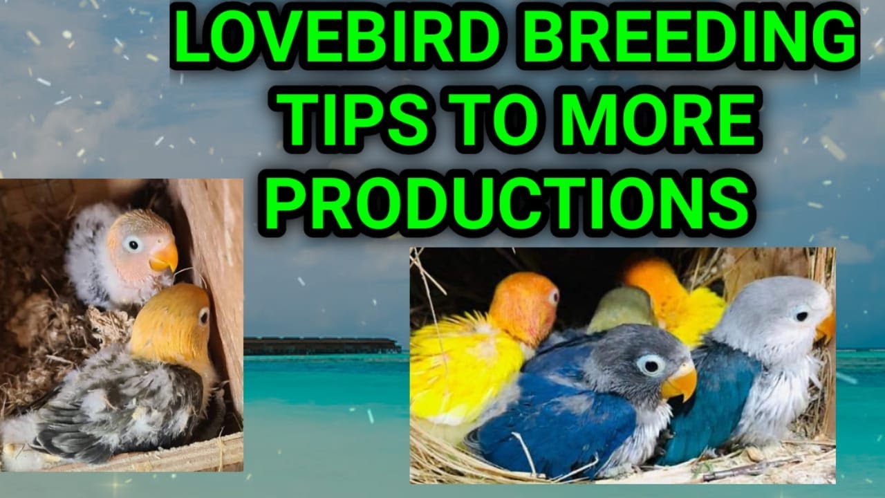 LOVEBIRD BREEDING TIPS || MORE PRODUCTION || SEASON START 2021 – 2022 BY ANIMAL KINGDOM OF PARROT