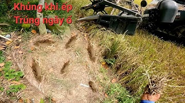 Bắt chuột theo máy cắt trúng ngây bầy chuột rất đông chạy nhiều đến nỗi chụp muốn không kịp