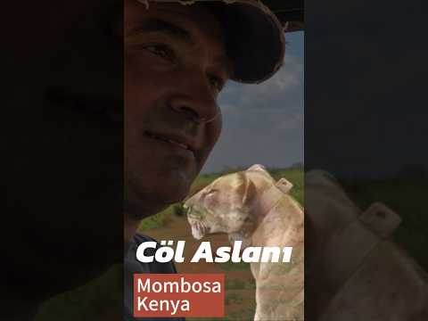 Çöl Aslanı Safaride Safari Kenya