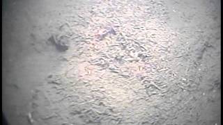 11006_DVD9_15_BIS33.m4v