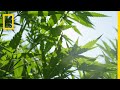 Cannabis 101 | National Geographic