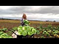 Какой невиданный урожай капусты / Живу на краю села.