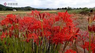 s*5様 虎 残響 赤 ヒガンバナ #172 s*5様 虎 残響 赤 ヒガンバナ #172