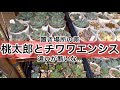 [多肉植物]桃太郎とチワワエンシス置き場所でこんな違う⁈