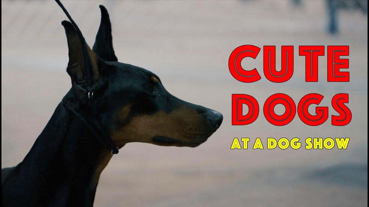 Dog Show 2017 Cute Dogs at a Dog Show Tampa Dog Show 2017 Dog