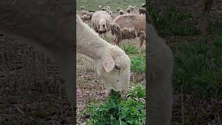 Ankara Haymana Esenköy