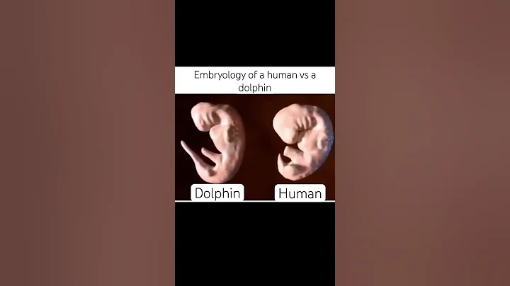 Embryology, human vs dolphin #fetus #embryodevelopment #dolphin #pregnancy #science #biology