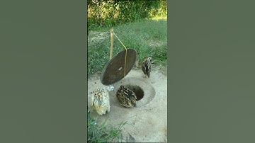 Create Bird Trap DIY - Quail Trap #shorts