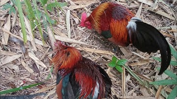 ຕໍໄກ່ປາdib qaib qus tuaj zoo kawg 5/1/2023