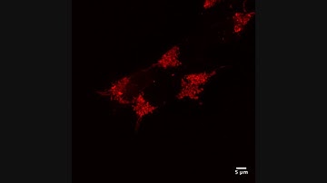 Visualizing the Mitochondria