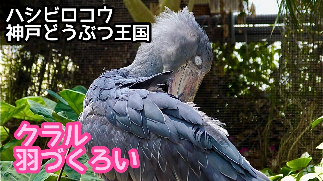 ハシビロコウ クラルちゃん 藁の上で羽づくろいです【神戸どうぶつ王国