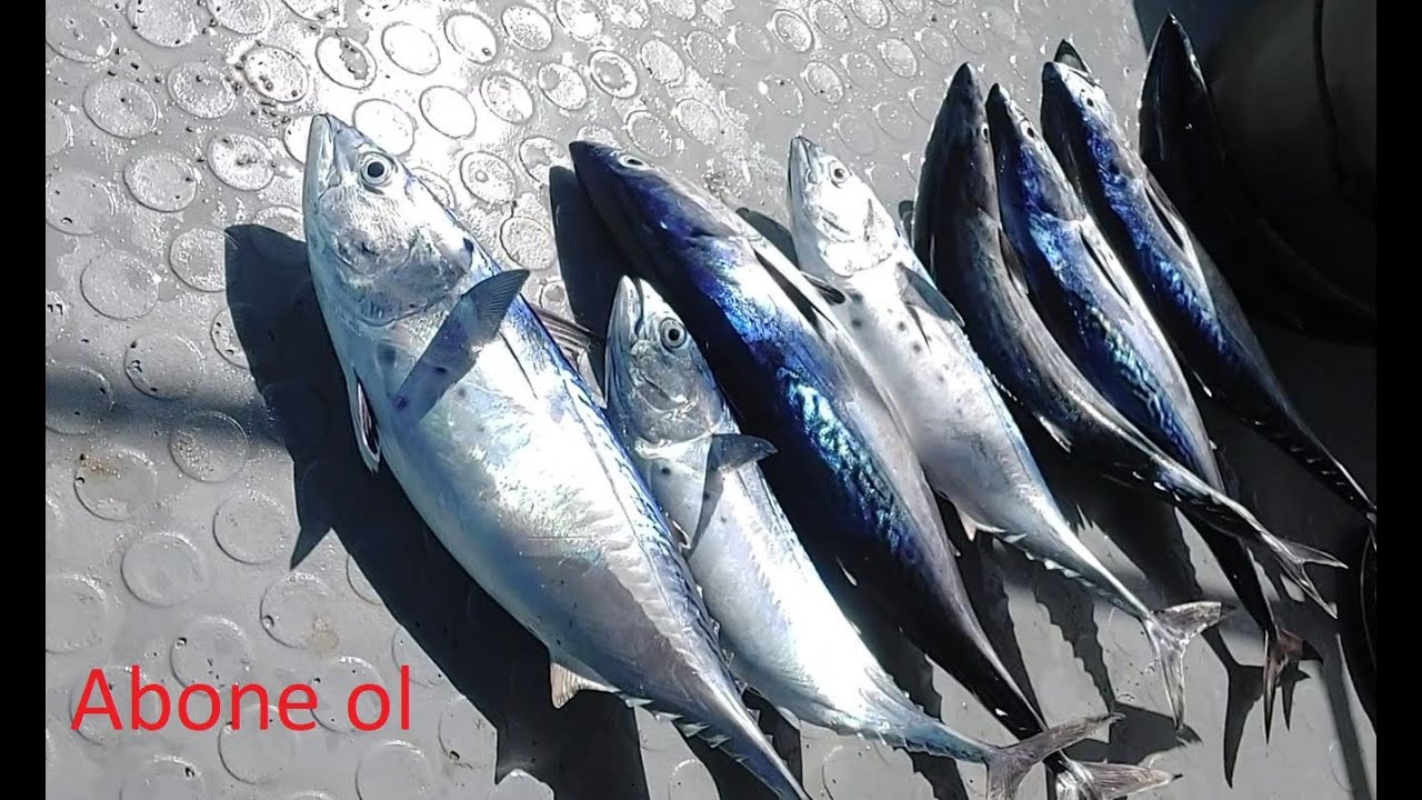 Tekneden spin ile rüya gibi balık avı