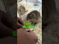 弟part2です #いきちゃん #癒し #リチャードソンジリス #かわいい #ぺぎちゃん