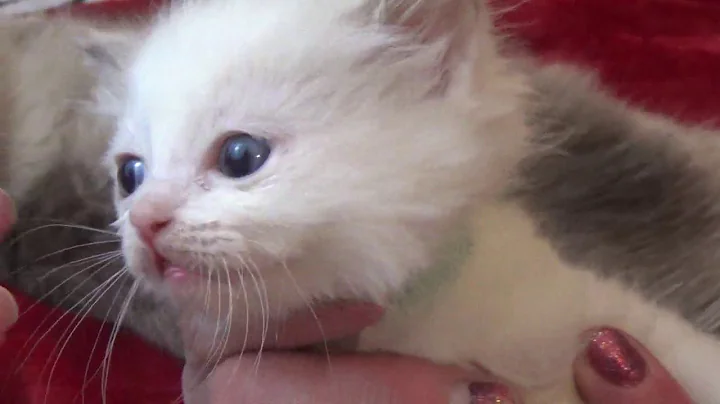 Video 5602391: love cattery, home cattery