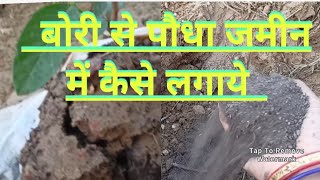 Grow bag se paudha jameen me kase shift kare