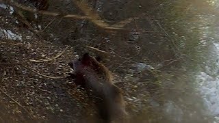 Mevsim Sonbahar Domuz Avı Wild Boar Hunting