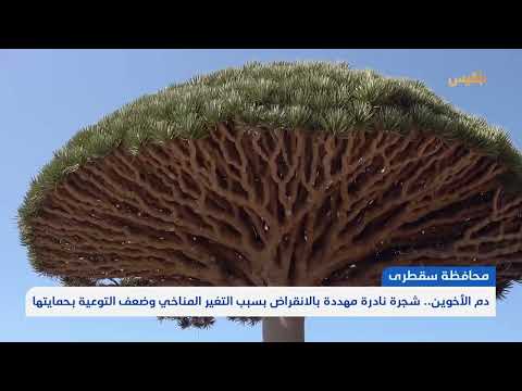 دم الأخوين... شجرة نادرة في سقطرى مهددة بالانقراض بسبب التغير المناخي وضعف التوعية بحمايتها