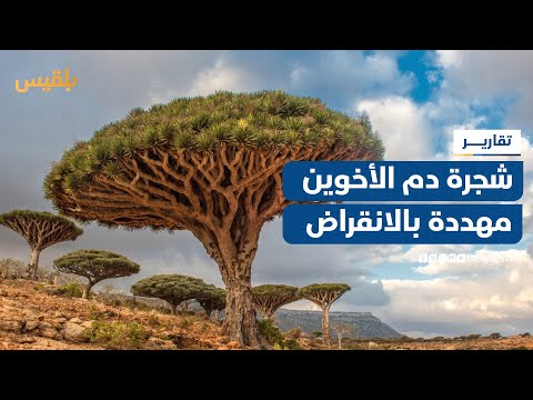سقطرى تفقد كنزها الطبيعي شجرة دم الأخوين مهددة بالانقراض تقرير أحمد القيسي
