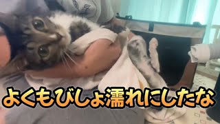 水責め終わってから大鳴きする猫 by うみとそら 291 views 6 months ago 8 minutes, 13 seconds