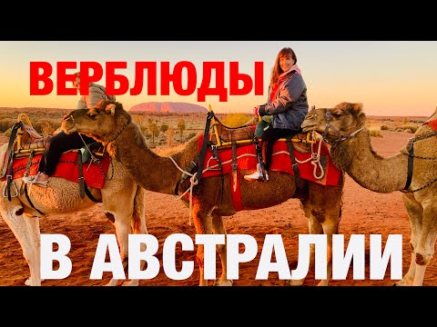 Австралийская пустыня/ВЕРБЛЮДЫ в Австралии/Встречаем рассвет в пустыне на ВЕРБЛЮДАХ-CamelTour