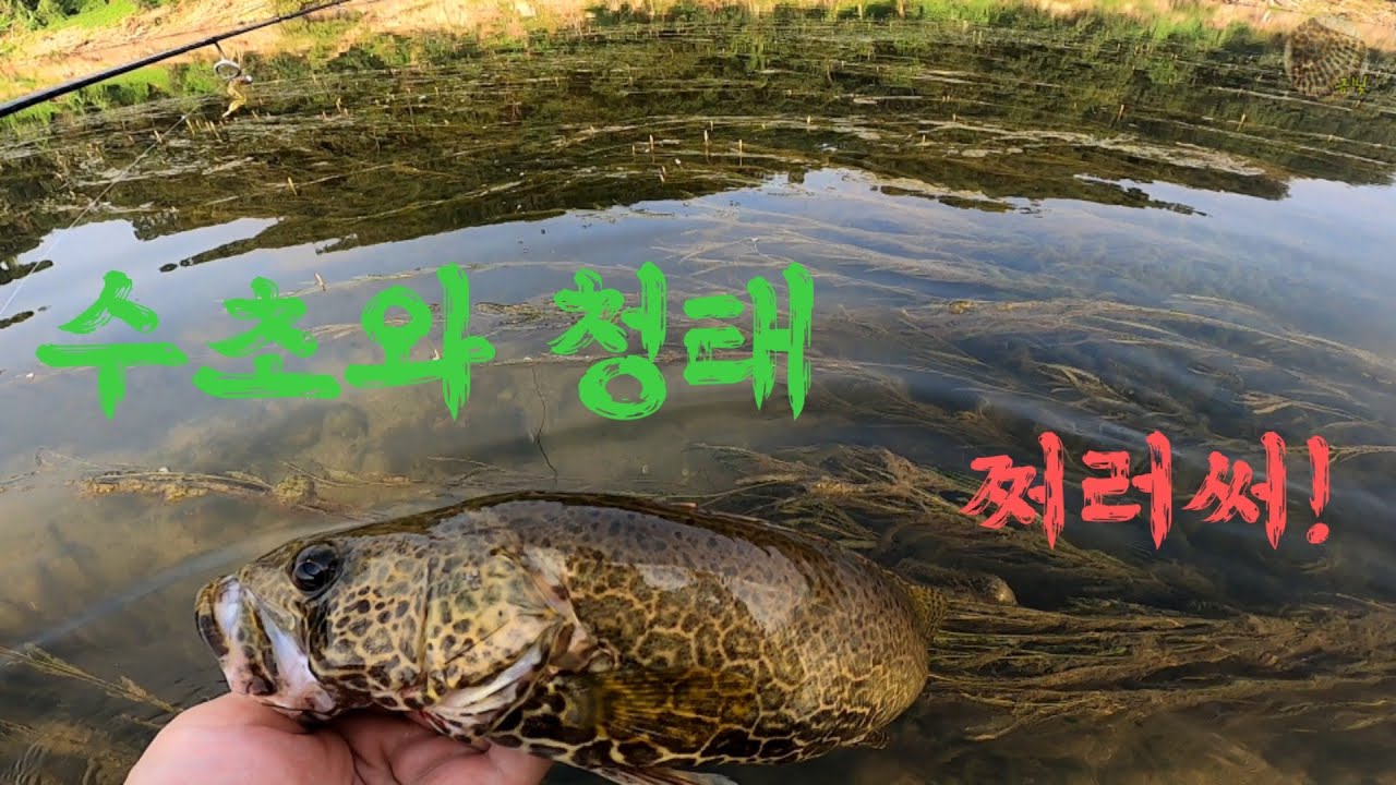 [쏘가리낚시] 고수온 유속이 죽은 수초와 청태 지옥ㅣ한방! 큰 손맛 쩌러써~