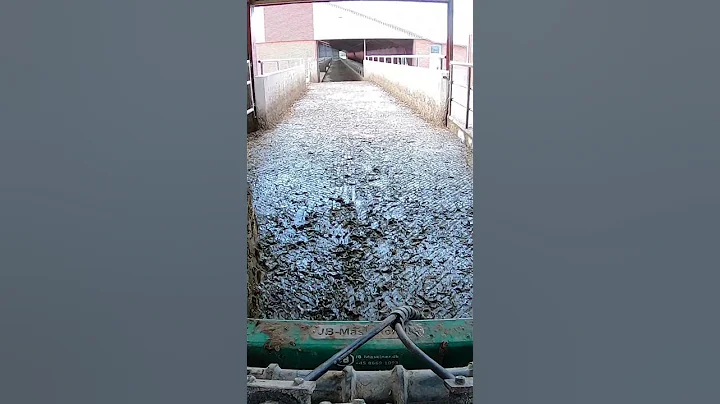 #mindblowing Cleaning Manure In The Cowshed | Big Machines & Pretty Girls  #howitworks #farmlife