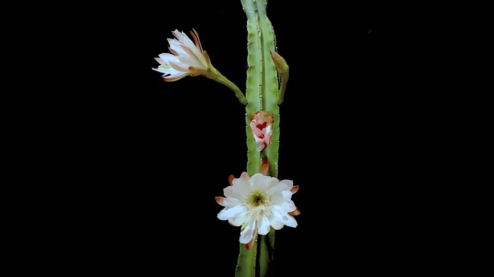 Night Blooming Cactus Schumann Romance Op. 28 No. ...
