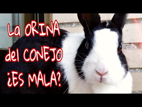 Video: Exceso De Orina Y Exceso De Sed En Conejos