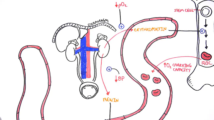Endocrinology - Renal Hormones