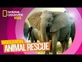 Threats and Features of Elephants