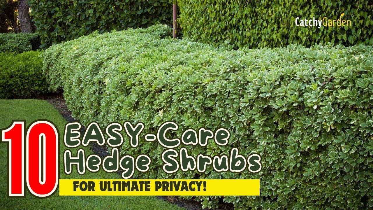 Simple Hedge 10 EASY-Care Hedge Shrubs for Ultimate Privacy! π³π‘π΄ // Gardening Ideas ...