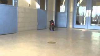 Wonka An American Pit Bull Terrier Mix Available For Adoption At The Wisconsin Humane Society