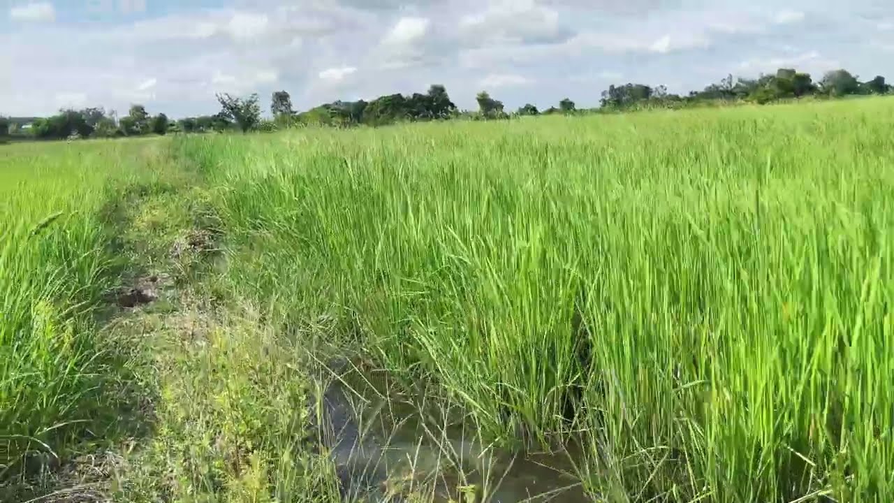 🌾 Stunning View of Green Rice Fields in the Rainy Season | Peaceful Nature Scenery 🌧️