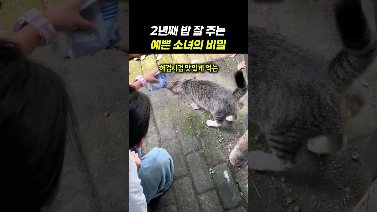경계심 강한 길고양이 무리가 매일 하교 시간만 애타게 기다리는 까닭