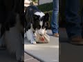 Collie Helps Pick Up Stuff 🐕🛍️ #dogshorts #bordercollie