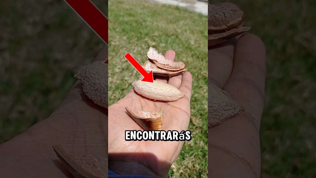 Así se germina el mamey 😍 #naturaleza #plantas #comida