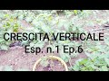 Esperimento Nr1 Ep6 Crescita in Verticale della nostra Pianta di Pomodoro in Vaso col fil di ferro