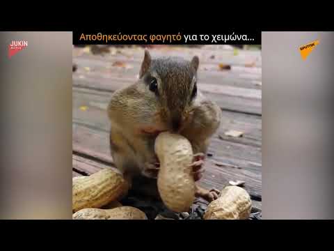 Βίντεο: Πώς να ονομάσετε ένα είδος σκίουρου