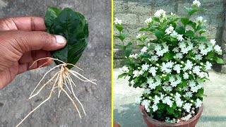 Magical Way To Grow Mogra Jasmine From Leaves 100% Successful Fast Rooting | Leaves Propagation