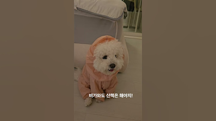 Even if it rains, the walk continues. The Bichon brothers are awkwardly preparing #dog raincoat #...