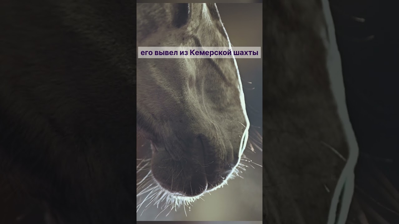 Конь в шахте  