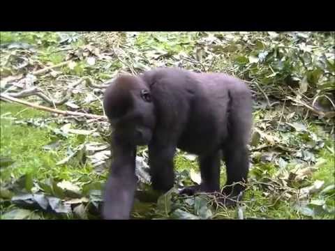 Gorillas @Burgers' Zoo 30 September 2014 part 21 - YouTube